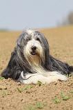 BEARDED COLLIE 275